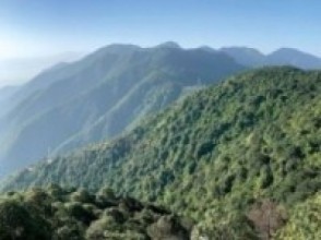 वनलाई आय आर्जनको प्रमुख स्रोत योजना बनाउ:  काँग्रेस