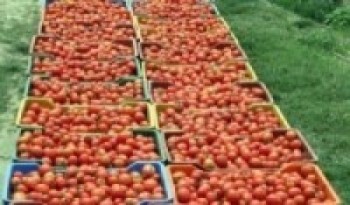 लकडाउनका कारण गोलभेँडा बिक्री गर्न नपाउँदा किसान निरास