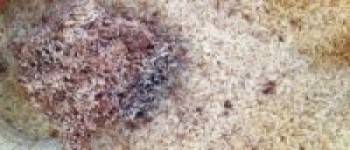 कुहिएको चामल आपूर्ति गर्नेलाई कारवाही गर्ने