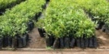 जडीबुटी र फलफूलका बिरुवा वितरण गरिँदै