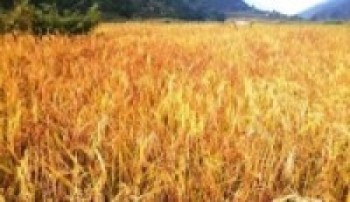 जुम्ली मार्सी धानको ब्रान्डिङ गरिने  