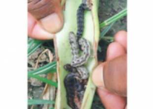 Fall armyworm outbreak in Bhojpur