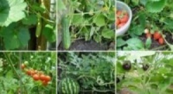 अब मजदुरी गर्न भारत जाँदैनन् आनन्दपुरका किसान