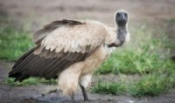 मनाङमा देखापर्‍यो लोपोन्मुख पंक्षी सेतो हिमाली गिद्ध