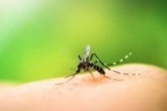 डेङ्गु सार्ने लामखुट्टेको सर्भे शुरू, बेनीबजार डेङ्गुको उच्च जोखिममा 