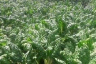 बन्दाबन्दीका कारण बजार पुर्याउन नसकेको साग