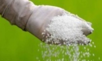 रोपाइँको मुखमा मलको अभाव 