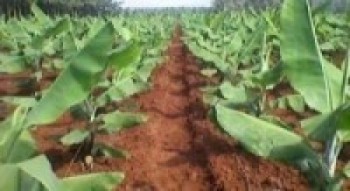 किसानलाई केराका बिरुवा वितरण 