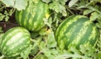 खरबुजाबाट मनग्य आम्दानी लिँदै झापाका किसान