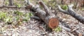 वन जोगाएर समृद्धि आउँछ कि काटेर !  लेखा समिति