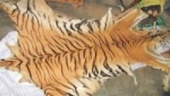 बाघको छाला तथा हाडसहित एक पक्राउ