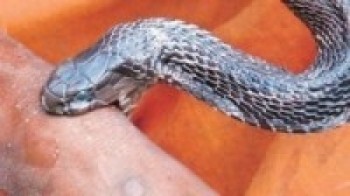 सर्पदंशबाट बालकको मृत्यु