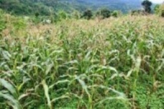 मकै उत्पादक कृषकलाई अनुदानमा कृषि सामग्री वितरण