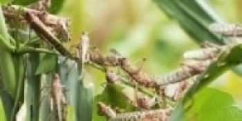 खोटाङमा प्रती केजी १०० मा सलह किनबेच हुँदै