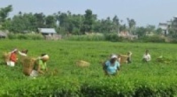 कोरोनाले जुराएको अवसर ! बाँझो जमीन देखिनै छाड्यो