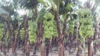 बन्दाबन्दीसँगै मल अभावको दोहोरो समस्यामा केराखेती