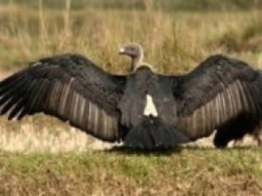 गिद्ध संरक्षण सप्ताह: राप्ती किनारामा सरसफाइ