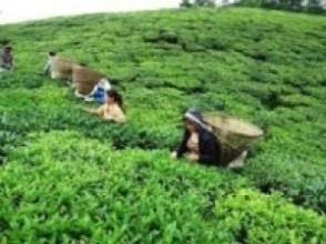 बन्दाबन्दीले चिया क्षेत्रमा लाखौँ घाटा : न श्रमिकलाई तलब, न त चियाकै बिक्री