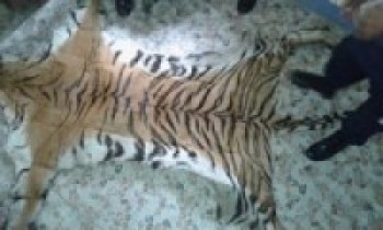 शुक्लाफाँटामा पाटे बाघको मृत्यु