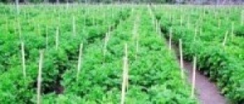 हिदीको पूर्ण प्राङ्गारिक तरकारी बेनीमा खोसाखोस