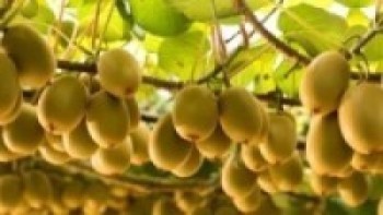 बाँझो बारीमा किवी, वर्षमै लाखौँ आम्दानी  