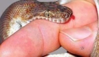 देवचुलीमा सर्पदंशको उपचार सुरु