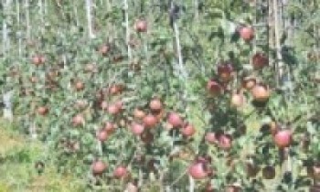 मनाङका स्याउ बगैँचा फुलेर सेताम्मे   