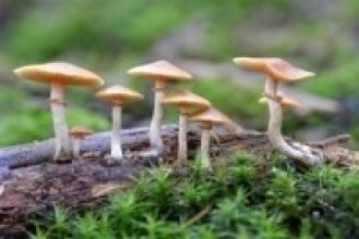 व्यावसायिक च्याउखेतीमा युवाहरू