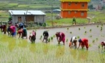 मधेस प्रदेशमा नौ प्रतिशत मात्र धान रोपाइँ
