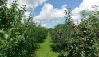 स्याउ बगँैचा व्यवस्थापनको चटारो    