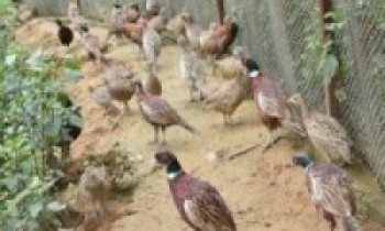 बैंकको जागिर छाडेर व्यावसायिक कालिजपालन    