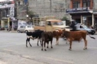 राजधानीमा करिब तीन हजार छाडा गाई बाच्छा, स्थानीय सरकार मौन