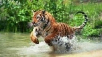 सन्दर्भ बाघ दिवस : बाघ संरक्षणमा उत्साहजनक उपलब्धि, मानव–बाघ द्वन्द्व भने भयावह