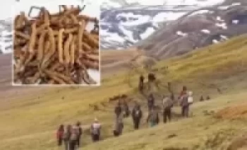 डोल्पामा यार्सा सङ्कलन गर्ने समूहबीच झडप