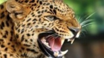 Girl injured in attack by cheetah   