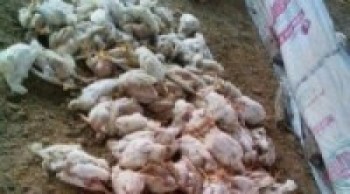 काठमाडौँ तारकेश्वरमा फेरि भेटियो बर्डफ्लू ! १३ हजार कुखुरा नष्ट