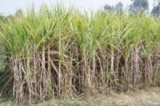 उखुमा रेडरड रोगको समस्या, किसान चिन्तित  