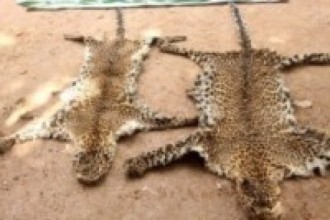 चितुवाको छालासहित सात पक्राउ