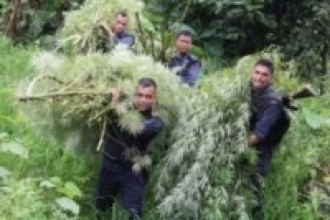 नुवाकोटकोमा नौ सय बोट गाँजा फँडानी