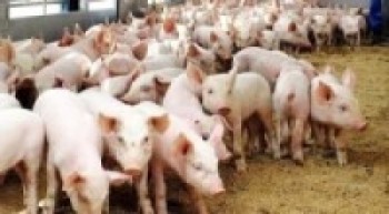 बङ्गुरपालन किसानलाई  अनुदान दिइँदै