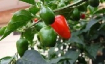 नयाँ रोगको चपेटामा अकबरे खुर्सानी