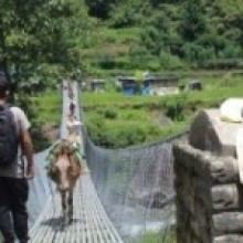 खाद्यान्न लिन दरबाङतर्फ आउँदै गरेका खच्चड