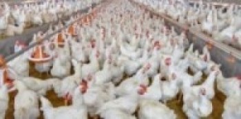 भक्तपुरमा बर्डफ्लू भेटियो   