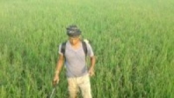 गबारोबाट धानबालीमा क्षति