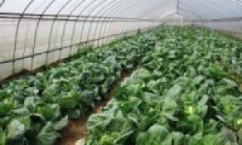 व्यावसायिक खेतीबाट राम्रो आम्दानी लिँदै कृषक