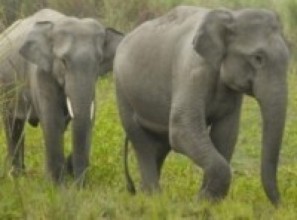 नामिबियाद्वारा ५७ हात्ती बिक्री   