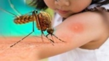 तनहुँमा सात सय ३२ जनामा डेङ्गु सङ्क्रमण