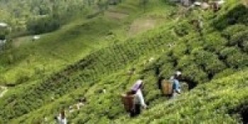 चिया निर्यात ४६ प्रतिशतले वृद्धि