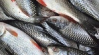 माछामा रङ्ग प्रयोग नगर्ने मलेखुका व्यवसायीको प्रतिवद्धता