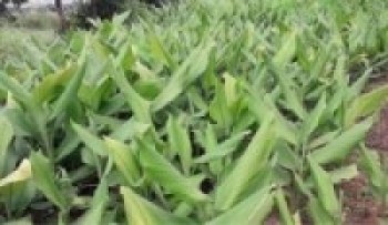 व्यावसायिक बेसार खेतीमा कृषकको आकर्षण